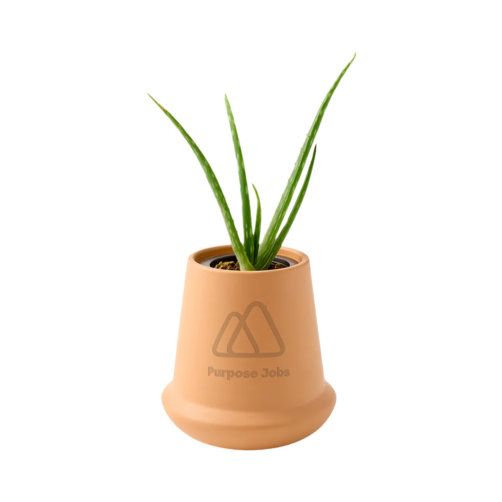 Modern Sprout Aloe Grow Kit