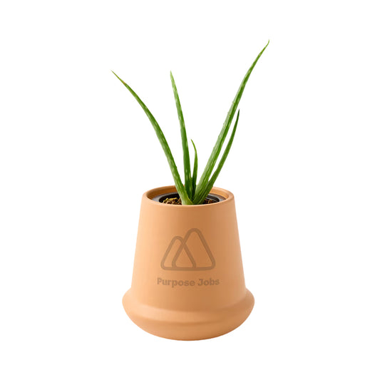 Modern Sprout Aloe Grow Kit
